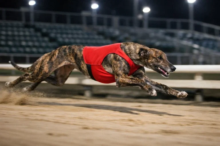 Brindle greyhound sprinting down the home straight of a floodlit sand track